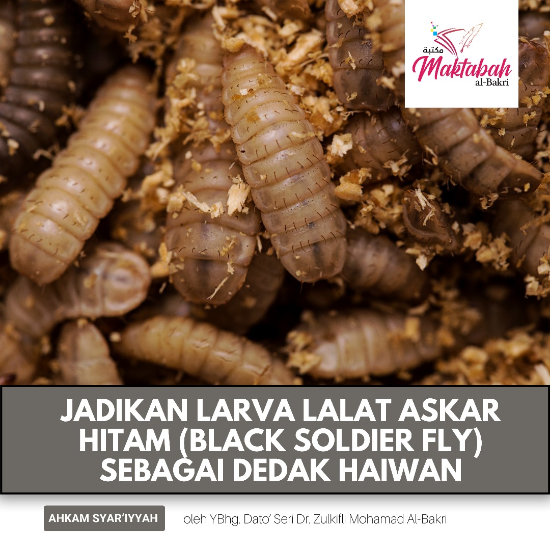 #2959: Jadikan Larva Lalat Askar Hitam (Black Soldier Fly) Sebagai Dedak Haiwan