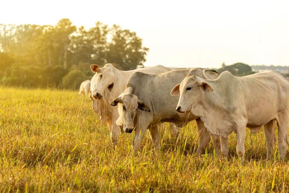 #4134: Kadar Nisab Lembu yang Wajib Zakat