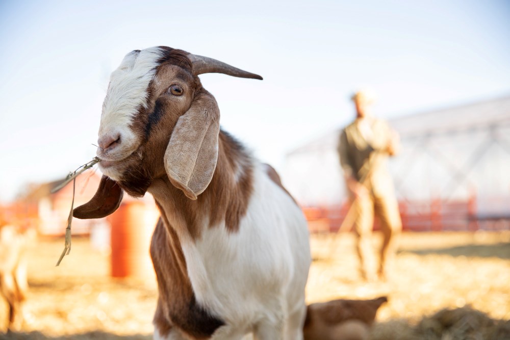 #4159: Kadar Nisab Kambing yang Wajib Zakat