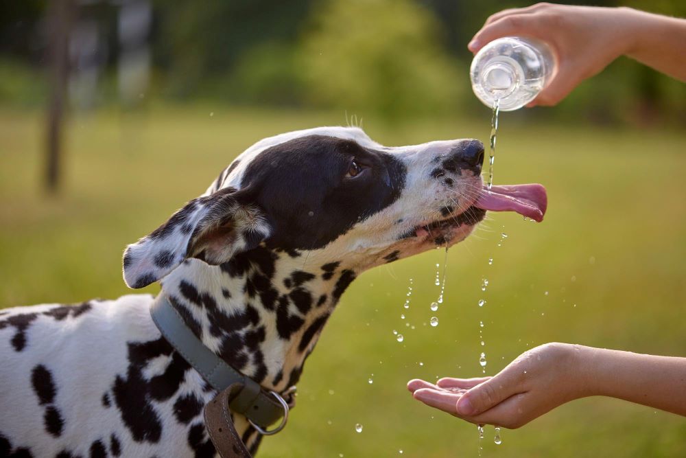 #4914: Pelacur Memberi Minum Anjing Mendapat Keampunan Allah